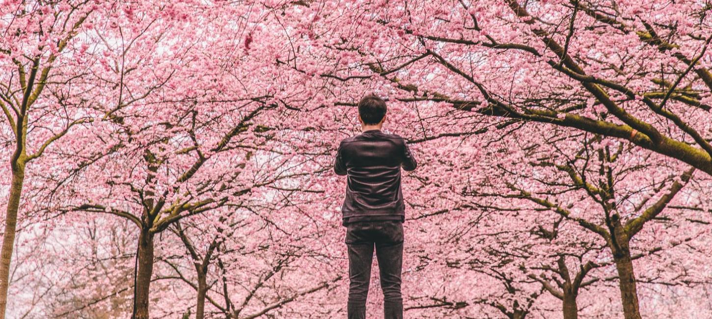 Cherry Blossoms - Bispebjerg