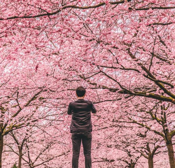 Cherry Blossoms - Bispebjerg